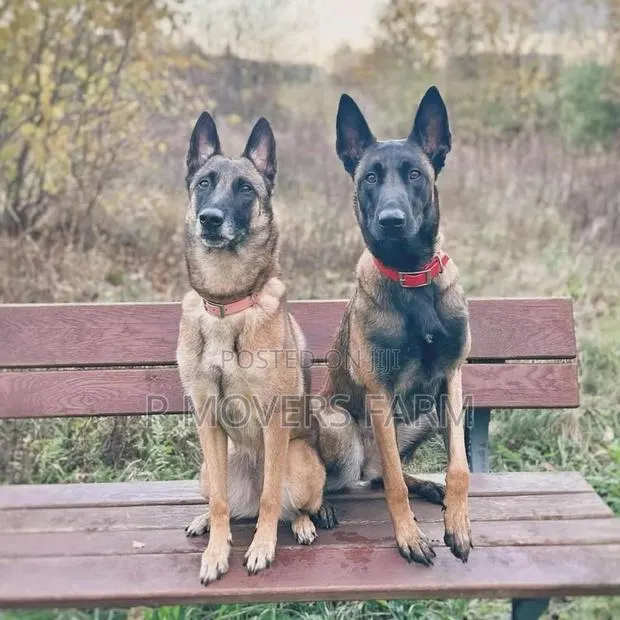 1-3 months Male Purebred Belgian Malinois · Photo 1