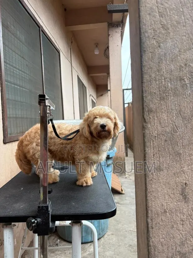 Professional Dog Groomer and Dog Haircuts Services for Your Pets · Photo 1