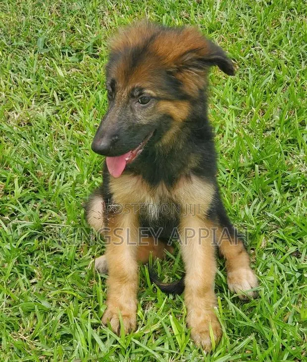 1-3 months Female Purebred German Shepherd · Photo 1