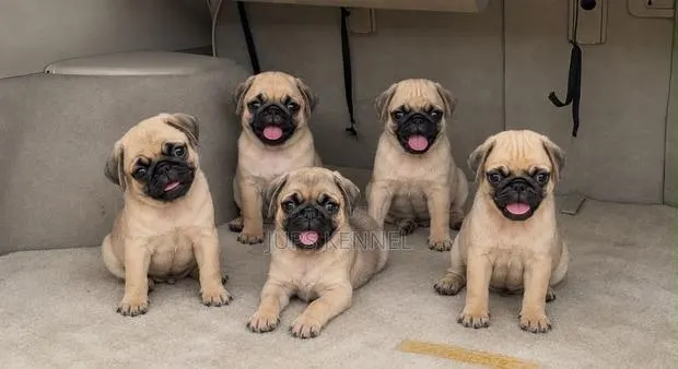 1-3 months Male Purebred Pug · Photo 1