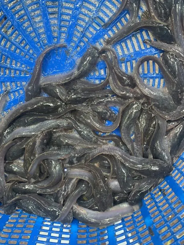 Catfish Fingerlings · Photo 1