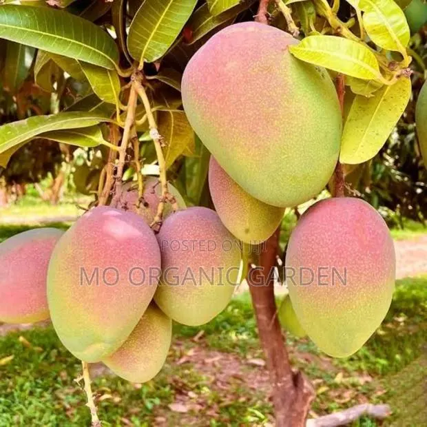 Kent Mango Plant Seedling · Photo 1