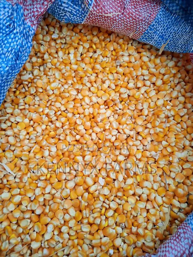 Yellow Maize Available for Pickup · Photo 1