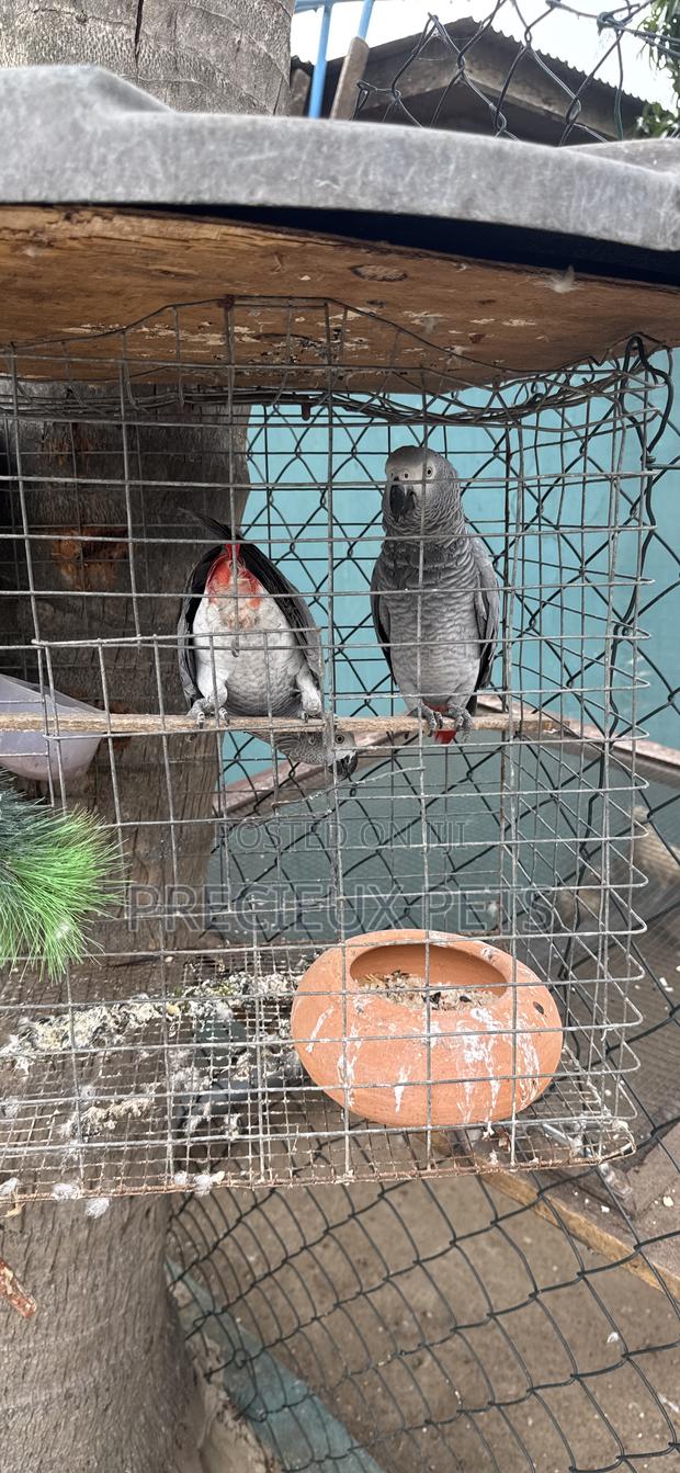 Family Pets Tagged - · Photo 1