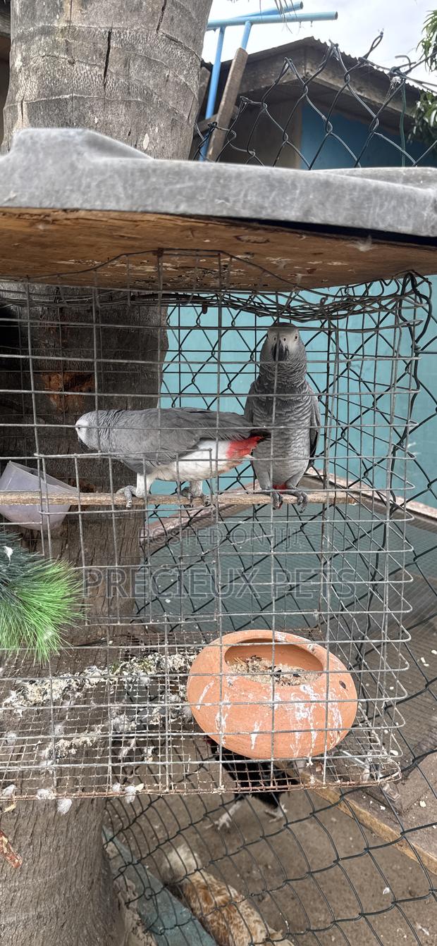 Family Pets Tagged - · Photo 2