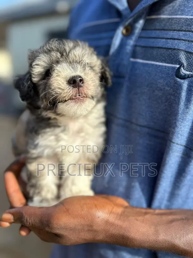 1-3 months Male Purebred Poodle · Photo 1