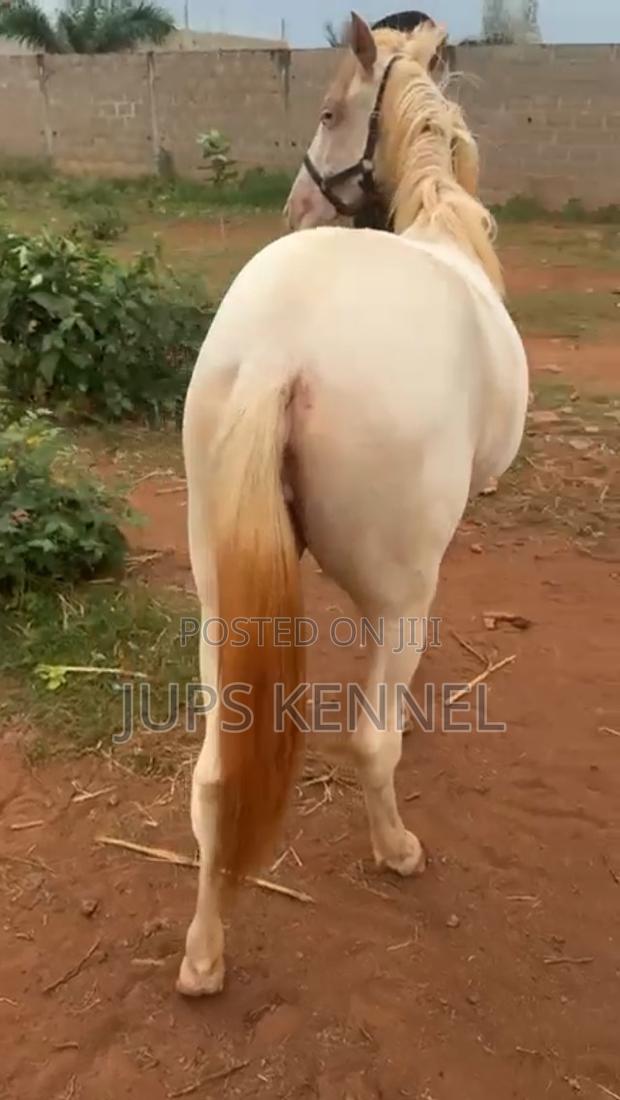 Horse (Pure Arewa Breed) · Photo 2