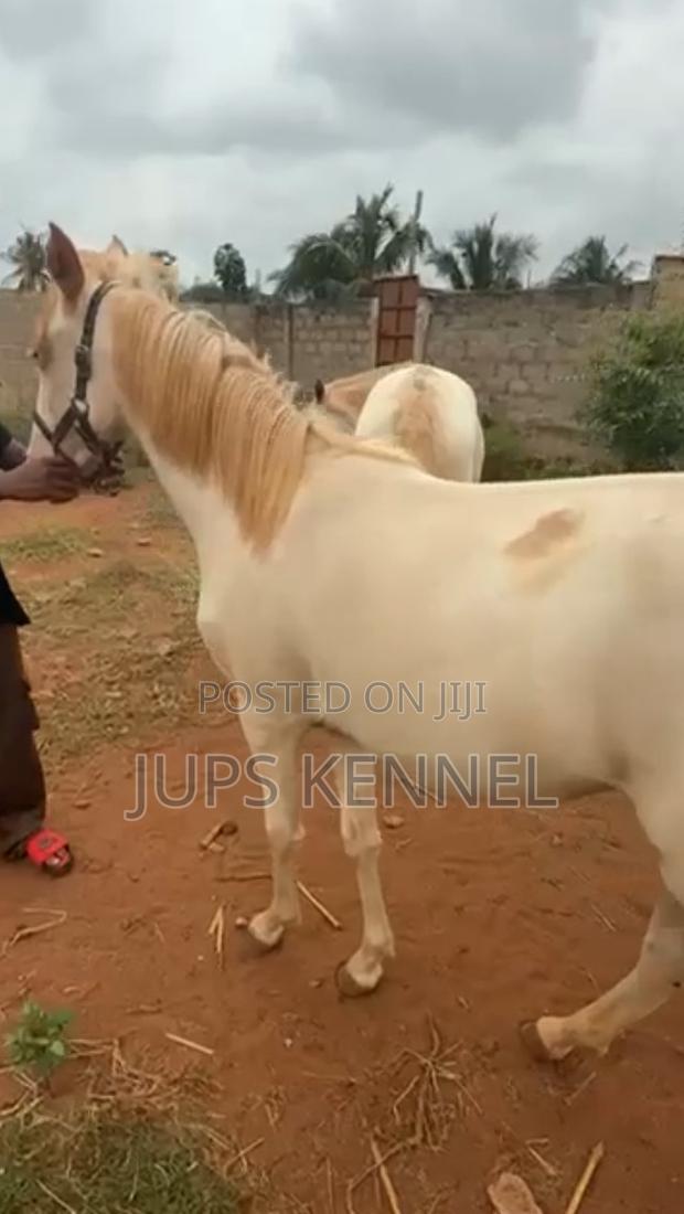 Horse (Pure Arewa Breed) · Photo 1