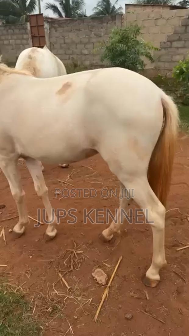 Horse (Pure Arewa Breed) · Photo 3