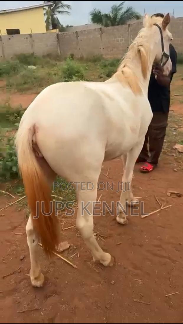 Horse (Pure Arewa Breed) · Photo 4