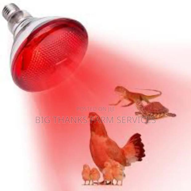 Brooder Lamps For Poultry, Pigeon Etc · Photo 1