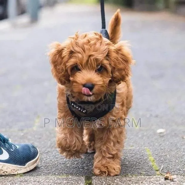 1-3 months Male Purebred Maltese · Photo 1