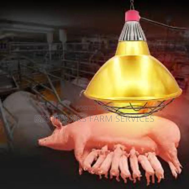 Livestock Heater Lamps And Holders · Photo 1