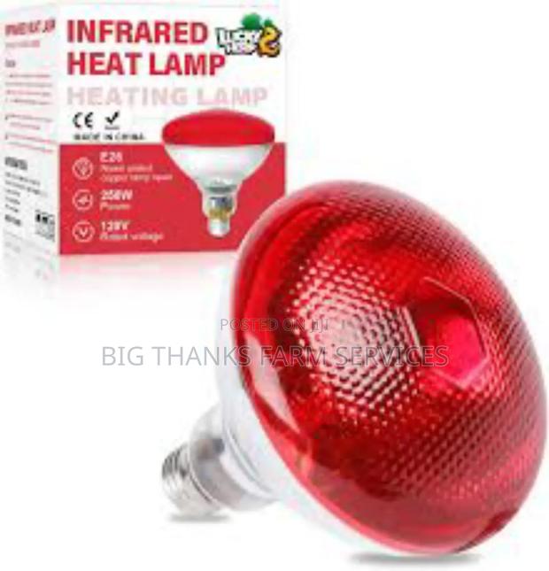 Brooder Lamps Of Different Sizes · Photo 1