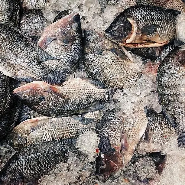 Tilapia Fresh Fish · Photo 1