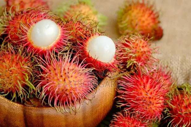 Rambutan Seedlings for Sale
