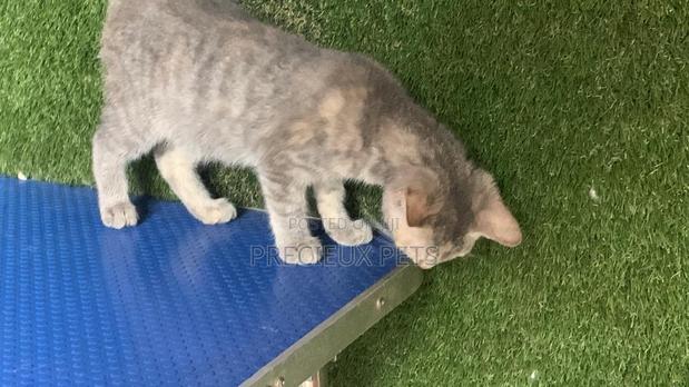 1-3 months Female Mixed Breed Turkish Angora · Photo 1