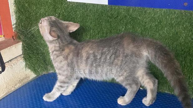 1-3 months Female Mixed Breed Turkish Angora · Photo 3