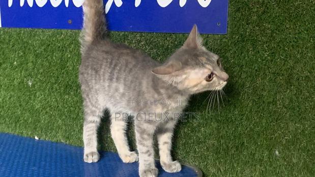 1-3 months Female Mixed Breed Turkish Angora · Photo 2