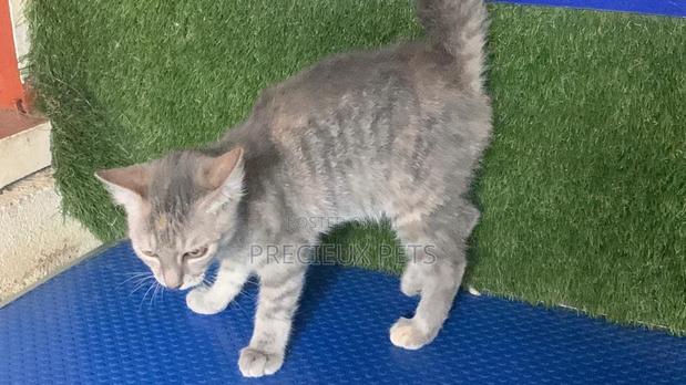 1-3 months Female Mixed Breed Turkish Angora · Photo 4