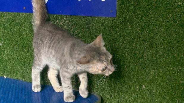 1-3 months Female Mixed Breed Turkish Angora · Photo 5