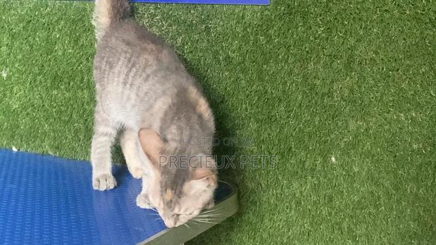 1-3 months Female Mixed Breed Turkish Angora · Photo 6
