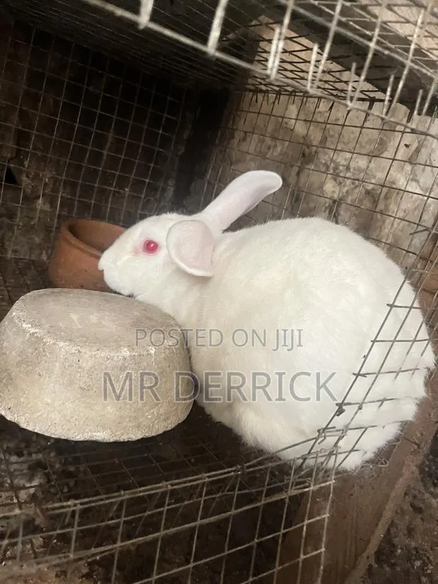 Pregnant Rabbits · Photo 1