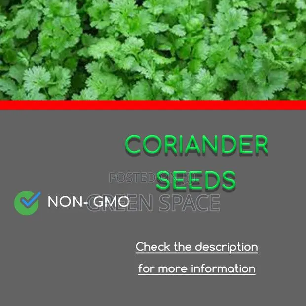 Cilantro Seeds · Photo 2