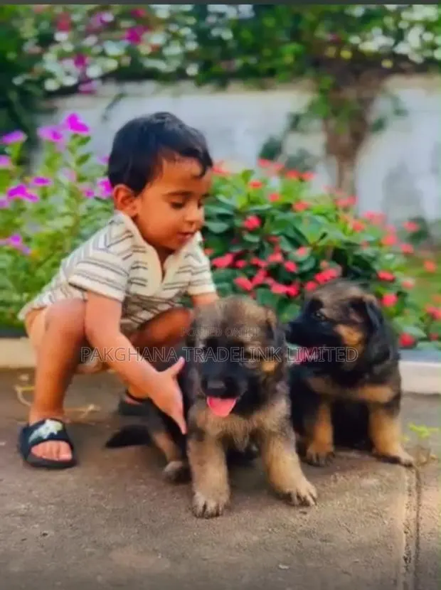 1-3 months Male Purebred German Shepherd · Photo 1