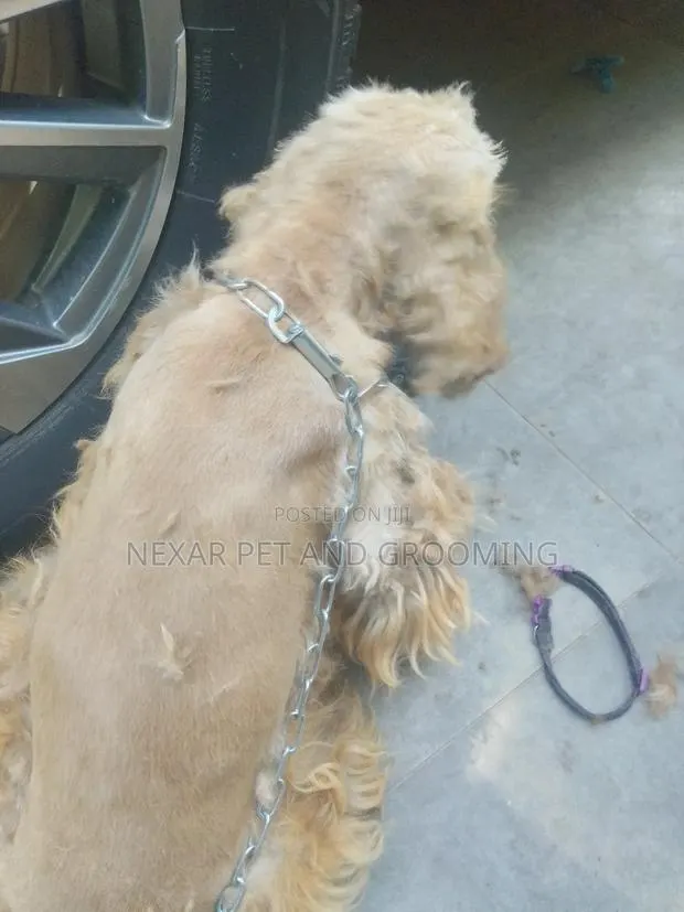 Dogs Grooming Service. Dog Grooming · Photo 1