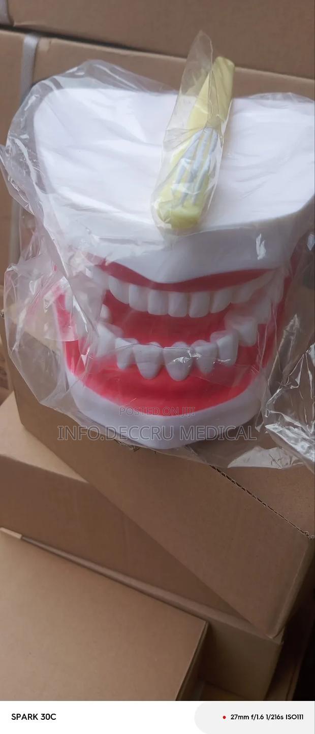 Teeth Model · Photo 1