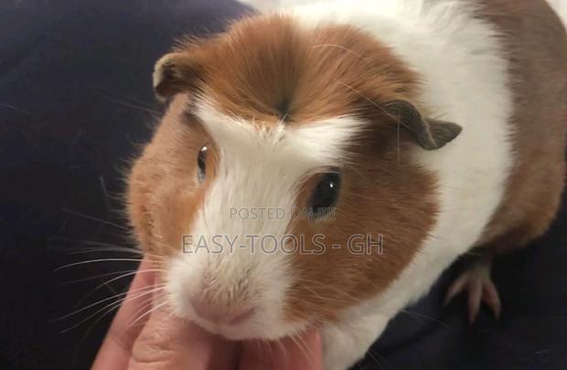 Crested Foreign Guinea Pigs ( Read Description ) · Photo 2