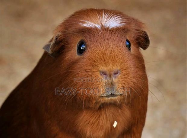 Crested Foreign Guinea Pigs ( Read Description ) · Photo 3