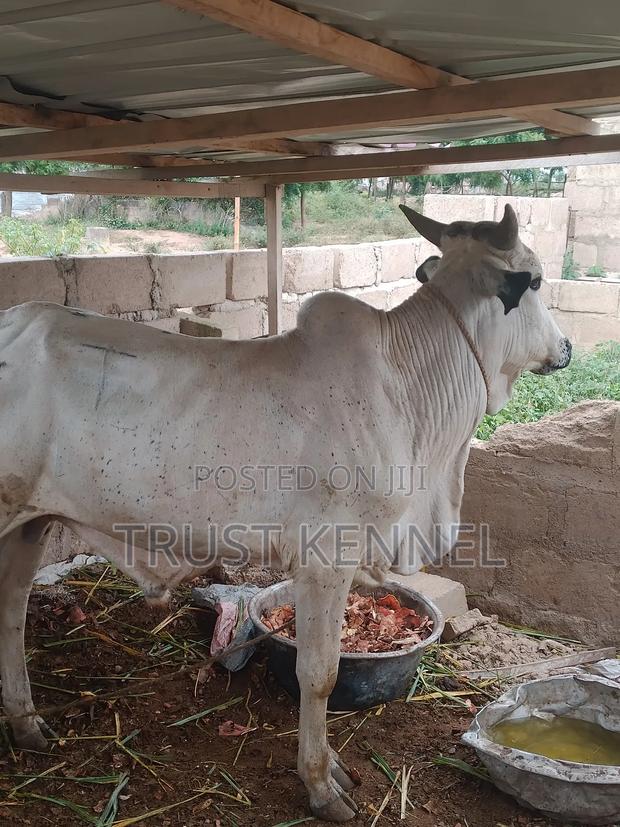 Healthy Cows for Sale · Photo 1