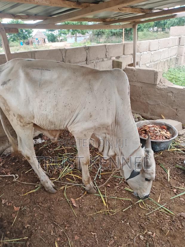 Healthy Cows for Sale · Photo 2