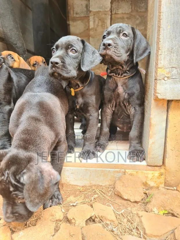 1-3 months Female Purebred Boerboel · Photo 1