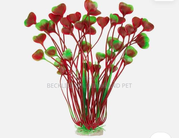 Roxy Aquarium Plant · Photo 2