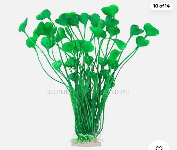Roxy Aquarium Plant · Photo 3