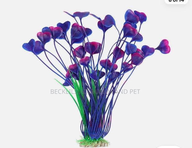 Roxy Aquarium Plant · Photo 4