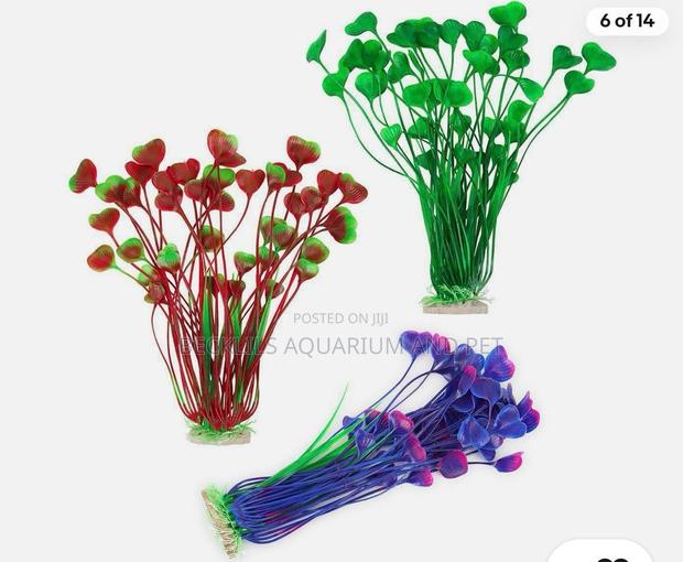 Roxy Aquarium Plant · Photo 1