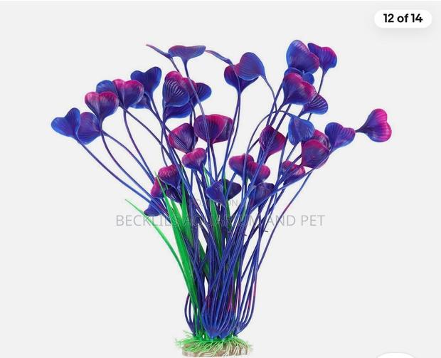Roxy Aquarium Plant · Photo 5