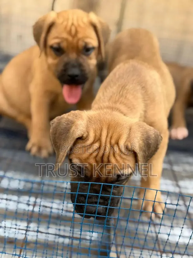 1-3 months Female Purebred Boerboel · Photo 1