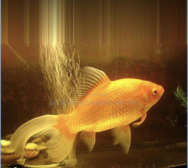 Comet Golden Fish · Photo 1