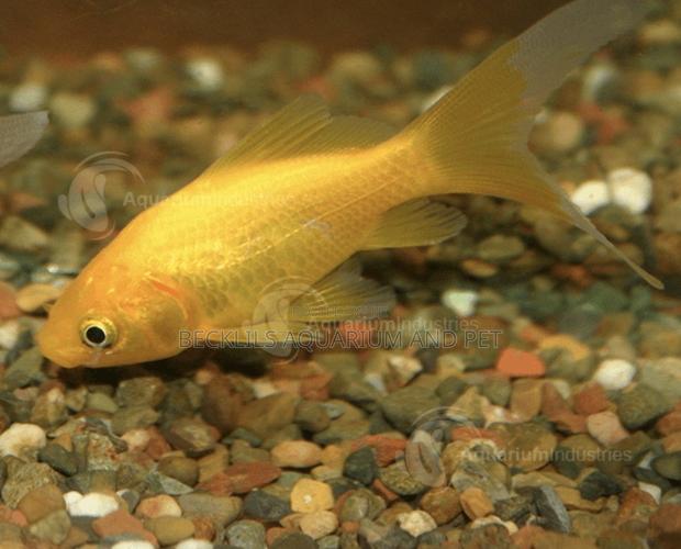 Comet Golden Fish · Photo 2