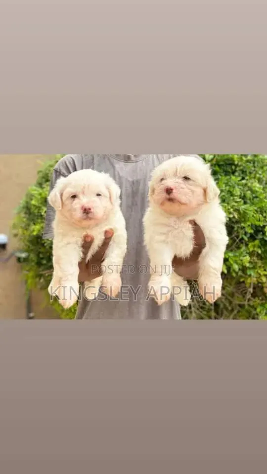 1-3 months Female Purebred Poodle · Photo 1