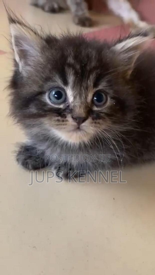 1-3 months Female Purebred Maine Coon · Photo 1