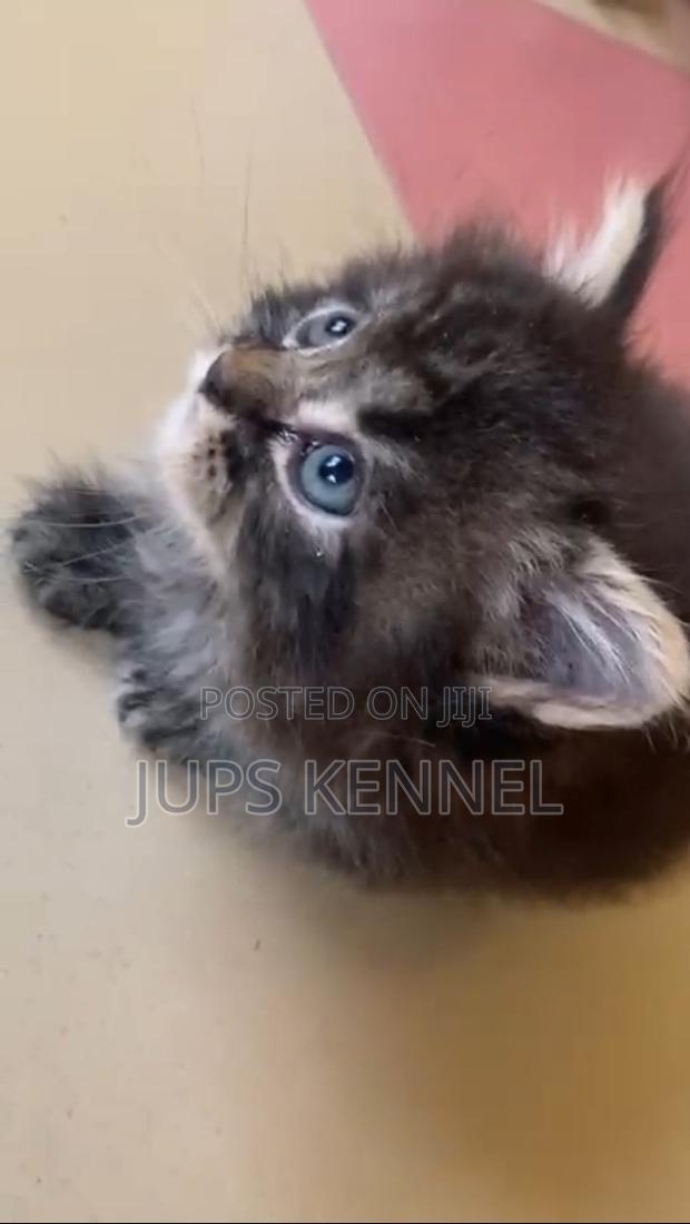 1-3 months Female Purebred Maine Coon · Photo 2