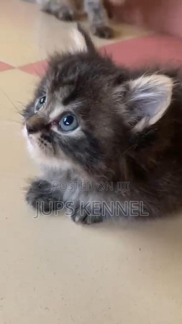 1-3 months Female Purebred Maine Coon · Photo 4