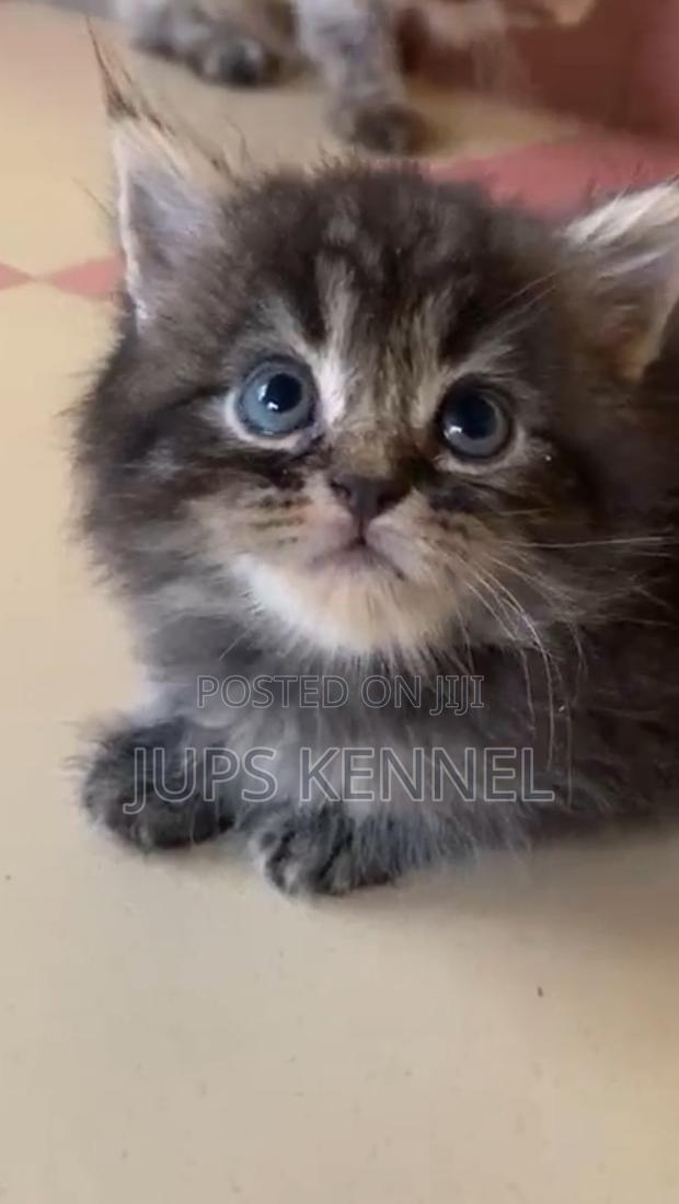 1-3 months Female Purebred Maine Coon · Photo 3