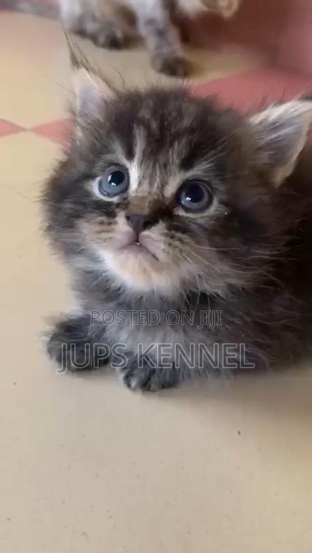 1-3 months Female Purebred Maine Coon · Photo 5